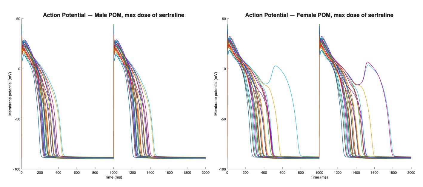 Action potentials of male (left) and female (right) populations at the maximum therapeutic dose of sertraline